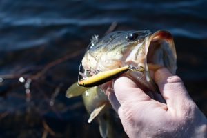 large mouth bass caught from crankbait fishing