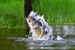 Bass Fishing Complete Guide