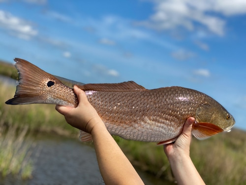 Best Redfish Rod reel