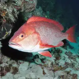 Snapper can be fished over reefs or wrecks with cut bait or jigs.