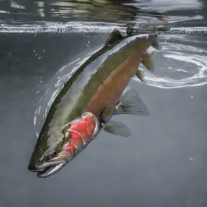 Ocean-going Trout, Steelhead are targeted in rivers during their spawning runs.