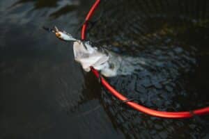 fanatic4fishing.com : Is monofilament or fluorocarbon better for bass fishing?