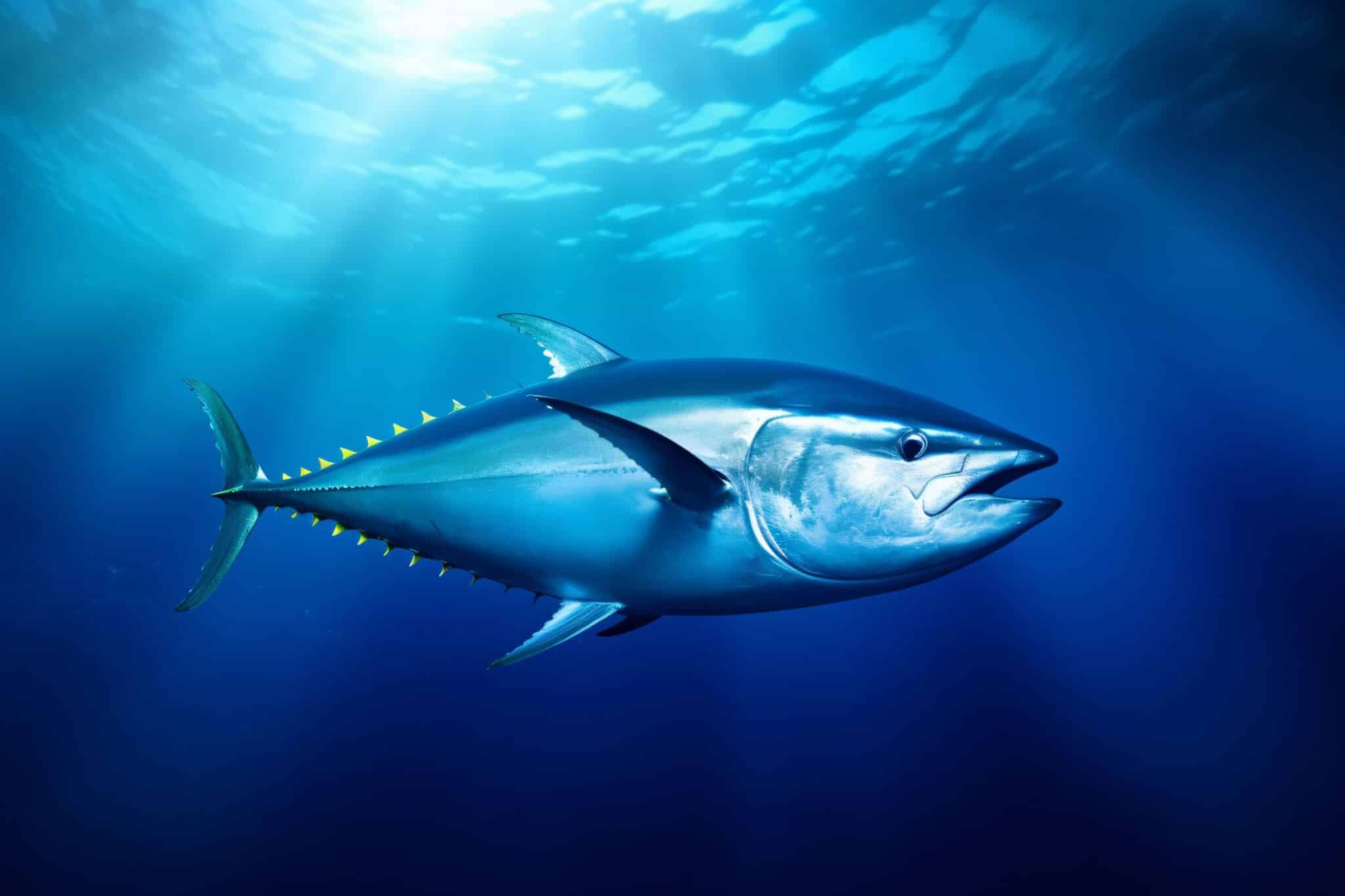 The Best Tuna Fishing Lures to Revolutionize Your Catch: Top Picks for ...