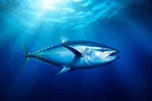 fanatic4fishing.com : Tuna Fishing Lures