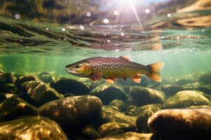 fanatic4fishing.com : Are trout top or bottom feeders?