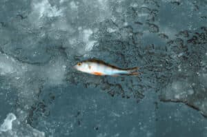 fanatic4fishing.com : Does light attract fish when ice fishing?