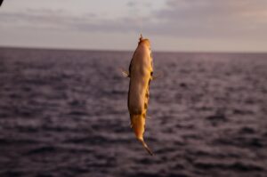 fanatic4fishing.com : How do you keep live bait off the bottom?