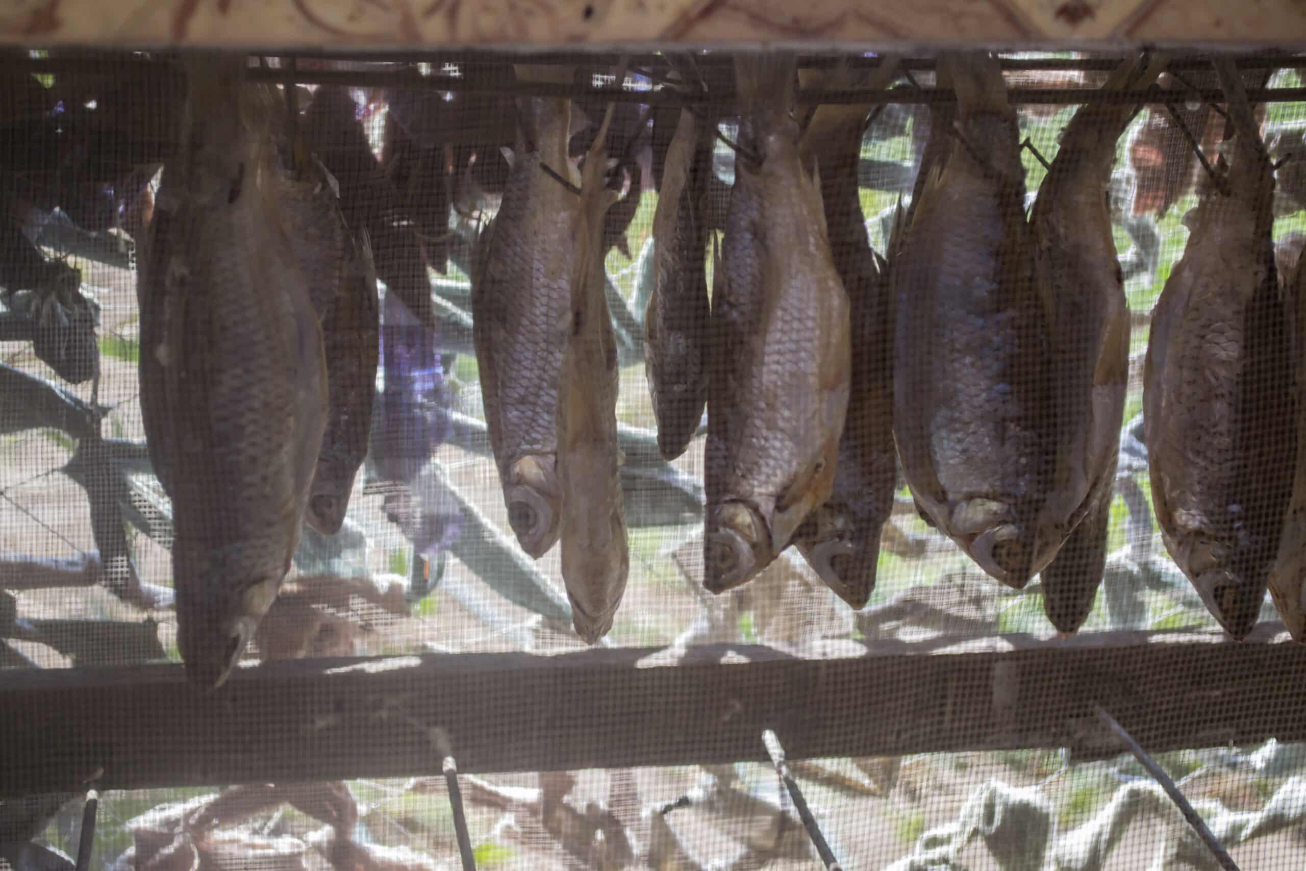 fanatic4fishing.com : How do you store live bait?