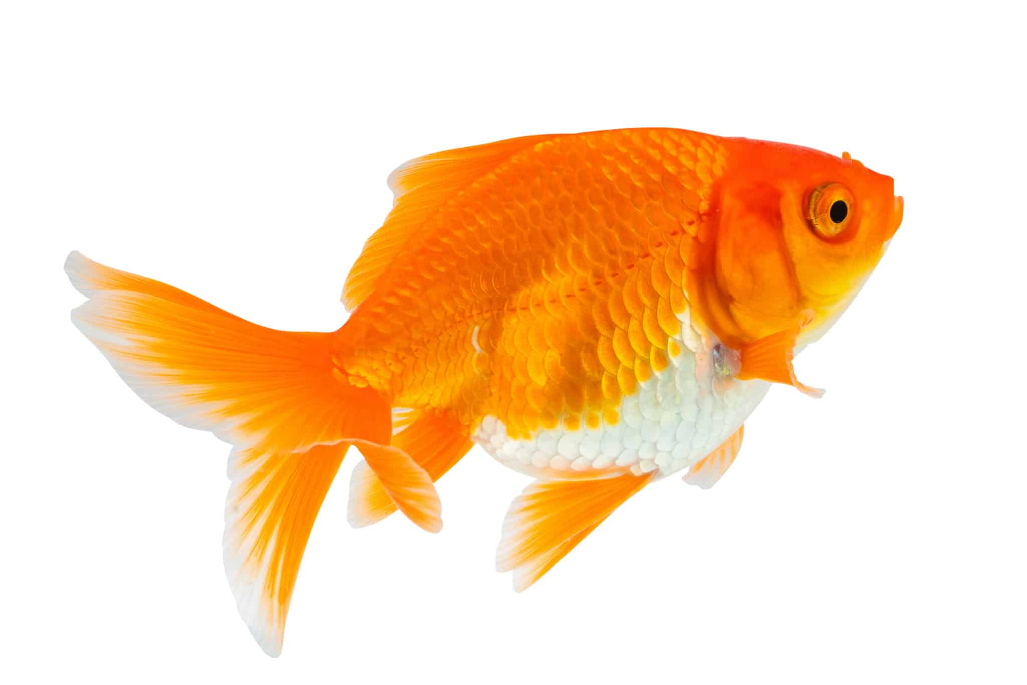 Is it illegal to use goldfish as bait in Texas? - Fanatic4Fishing