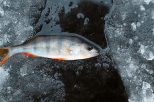 fanatic4fishing.com : What are three main lures used in ice fishing?