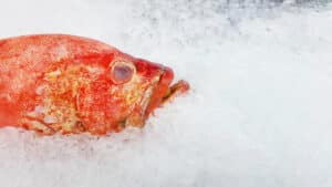fanatic4fishing.com : What depth should I ice fish?