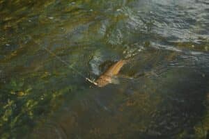 fanatic4fishing.com : What size line for trout?