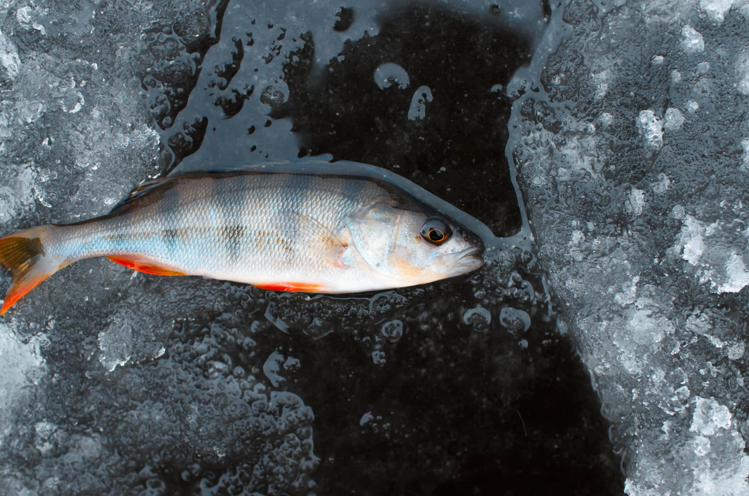 fanatic4fishing.com : What temperature should you stop fishing?
